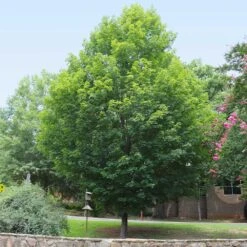 Silver Maple Tree 13 Silver Maple Tree -Brighterblooms Shop Silver Maple Tree 6