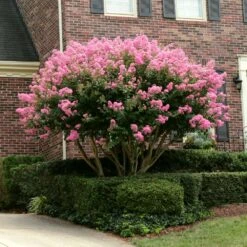 Sioux Crape Myrtle -Brighterblooms Shop Sioux Crape myrtle 2