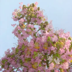 Sioux Crape Myrtle -Brighterblooms Shop Sioux Crape myrtle 5 BB