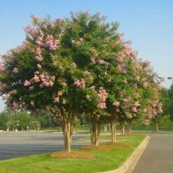 Sioux Crape Myrtle