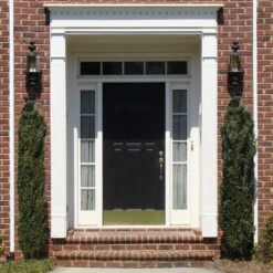 Sky Pencil Holly Tree -Brighterblooms Shop Sky Pencil Holly 3 BB