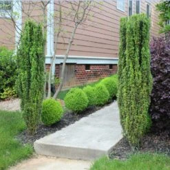 Sky Pencil Holly Tree -Brighterblooms Shop Sky Pencil Holly 6 BB