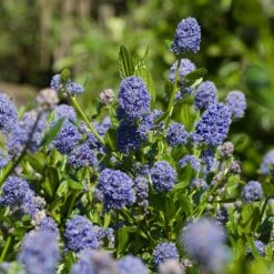 Skylark California Lilac -Brighterblooms Shop Skylark California Lilac 3 FGT