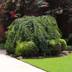 Snow Fountains® Weeping Cherry Tree -Brighterblooms Shop Snow Fountains Weeping Cherry 2 BB