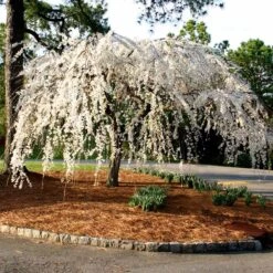 Snow Fountains® Weeping Cherry Tree -Brighterblooms Shop Snow Fountains Weeping Cherry 7 BB