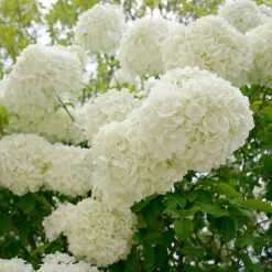 Snowball Viburnum Bush 12 Snowball Viburnum Bush -Brighterblooms Shop Snowball Viburnum 1 BB