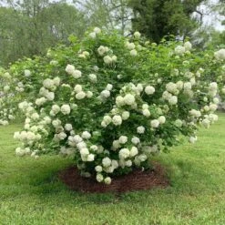 Snowball Viburnum Bush 11 Snowball Viburnum Bush -Brighterblooms Shop Snowball Viburnum 2 BB