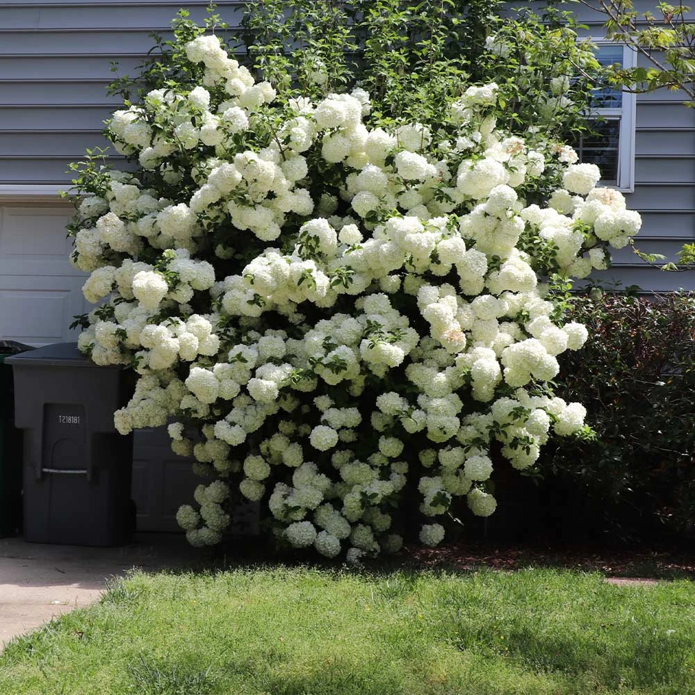 Snowball Viburnum Bush 8 Snowball Viburnum Bush - Image 6