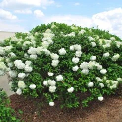 Snowball Viburnum Bush 10 Snowball Viburnum Bush -Brighterblooms Shop Snowball Viburnum BB