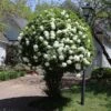 Snowball Viburnum Bush 1 Snowball Viburnum Bush -Brighterblooms Shop Snowball Viburnum BB 600x600 2db30e64 2397 4487 a768 4471516c3f37