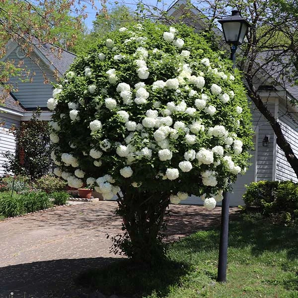 Snowball Viburnum Bush 3 Snowball Viburnum Bush