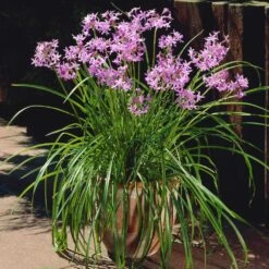 Society Garlic Plant -Brighterblooms Shop Society Garlic 4 BB