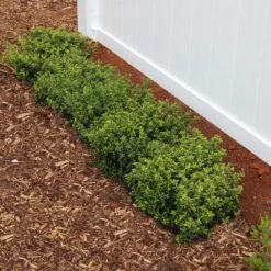 Soft Touch Holly Shrub -Brighterblooms Shop Soft Touch Holly2