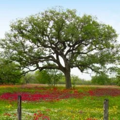 Live Oak Tree -Brighterblooms Shop Southern Live Oak BB 5