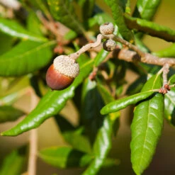 Live Oak Tree -Brighterblooms Shop Southern Live Oak FGT 1