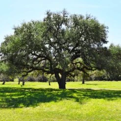 Live Oak Tree -Brighterblooms Shop Southern Live Oak FGT 3
