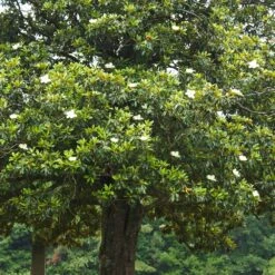 Southern Magnolia Tree -Brighterblooms Shop Southern Magnolia 5