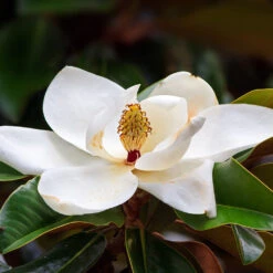 Southern Magnolia Tree -Brighterblooms Shop Southern Magnolia 7 BB