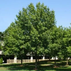 Southern Red Oak Tree -Brighterblooms Shop Southern Red Oak 2