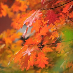 Southern Red Oak Tree -Brighterblooms Shop Southern Red Oak 5 BB