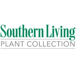 Jubilation™ Gardenia Shrub 11 Jubilation™ Gardenia Shrub -Brighterblooms Shop Southn Living 1000x1000 3ddbc7f9 cea9 43ac a4ef 803cdf15da99