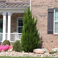 Spartan Juniper Tree 11 Spartan Juniper Tree -Brighterblooms Shop Spartan Juniper 8