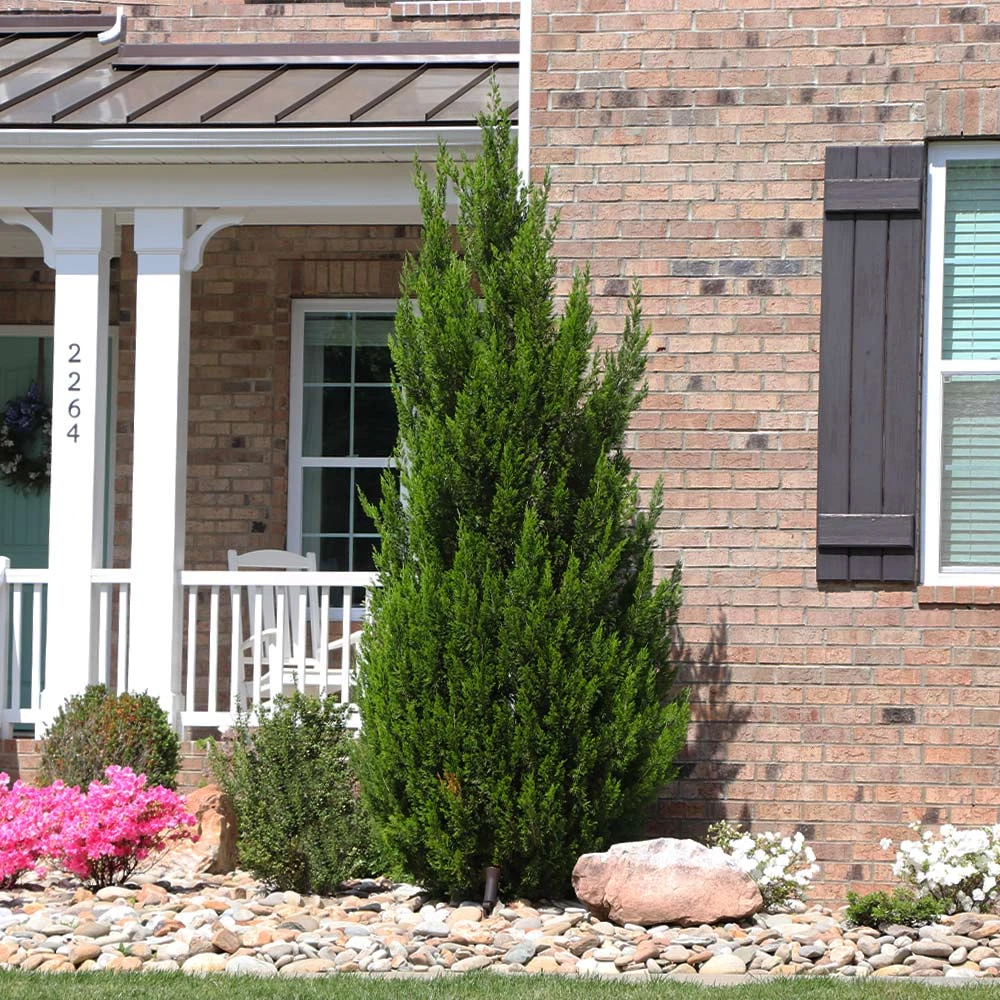 Spartan Juniper Tree 6 Spartan Juniper Tree - Image 4