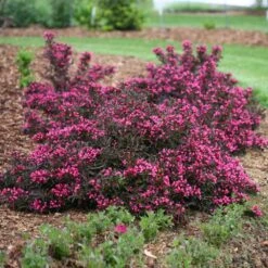Spilled Wine® Weigela Shrub -Brighterblooms Shop Spilled Wine Weigela 1 BB