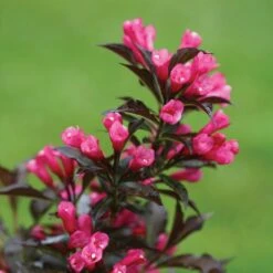 Spilled Wine® Weigela Shrub -Brighterblooms Shop Spilled Wine Weigela 3 BB