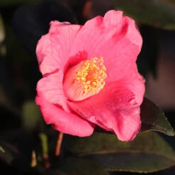 Spring's Promise Camellia Shrub -Brighterblooms Shop Springs Promise Camellia 2 BB