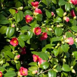 Spring's Promise Camellia Shrub -Brighterblooms Shop Springs Promise Camellia 5