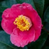 Spring's Promise Camellia Shrub -Brighterblooms Shop Springs Promise Camellia BB 600x600 3749903c 7ab1 4823 8768 c3bb3b3d480b