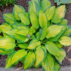 Stained Glass Hosta 11 Stained Glass Hosta -Brighterblooms Shop Stained Glass Hosta 4