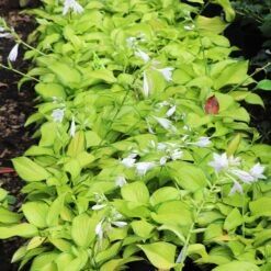 Stained Glass Hosta 13 Stained Glass Hosta -Brighterblooms Shop Stained Glass Hosta 6