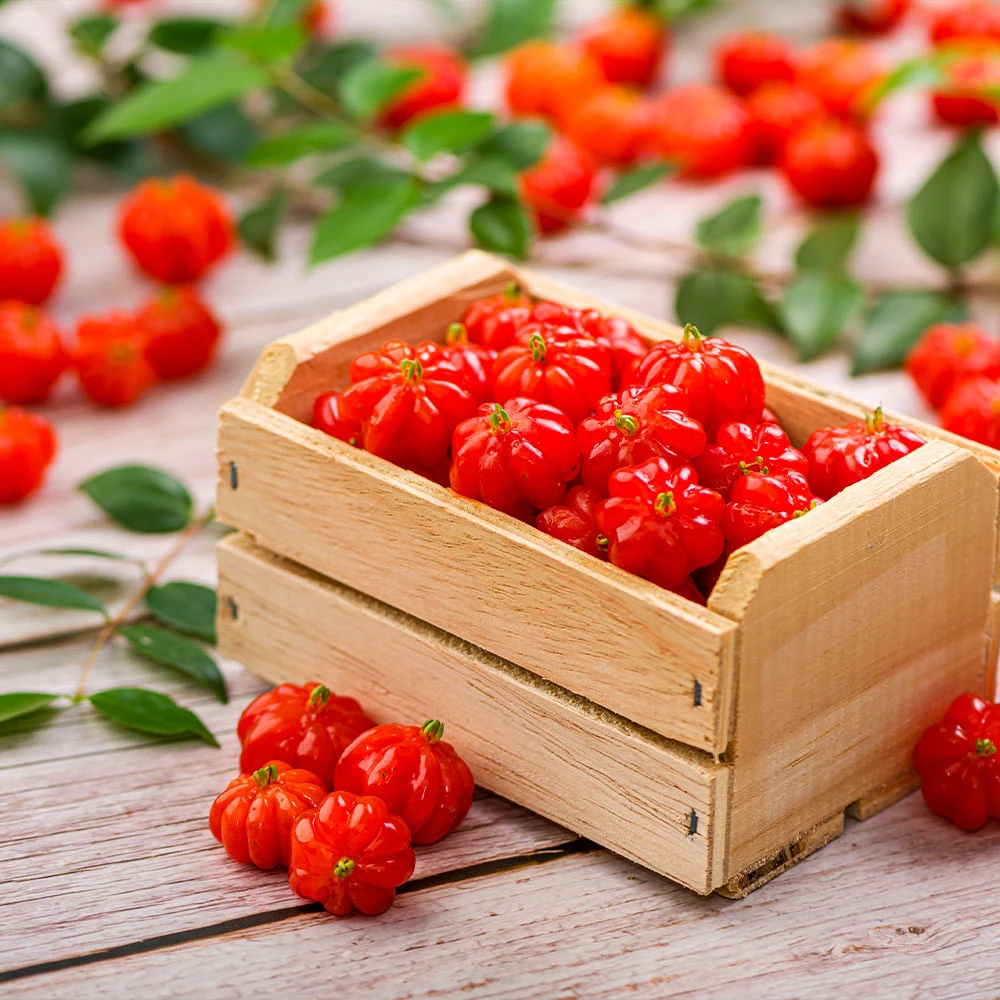 Star Cherry Tree (Pitanga) 4 Star Cherry Tree (Pitanga) - Image 2