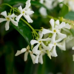 Star Jasmine Vine -Brighterblooms Shop Star Jasmine 3