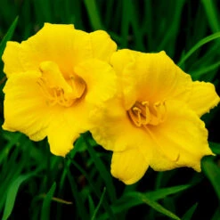Stella D'Oro Daylily -Brighterblooms Shop Stella De Oro Daylily 2 BB