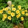 Stella D'Oro Daylily -Brighterblooms Shop Stella De Oro Daylily BB 600x600 5be07d97 aea6 4a27 905d 3f1d40cb297c