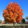 Sugar Maple Tree -Brighterblooms Shop Sugar Maple BB 600x600 e032a7e5 a0c0 4987 867b 3e599a948376
