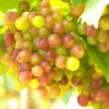 Summit Grape Vine -Brighterblooms Shop Summit muscadine Grape BB 600x600 ebd4c026 cd0d 49c0 9246 81e64d999e28