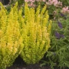 Sunjoy Golden Pillar Barberry Shrub -Brighterblooms Shop Sunjoy Golden Pillar 220