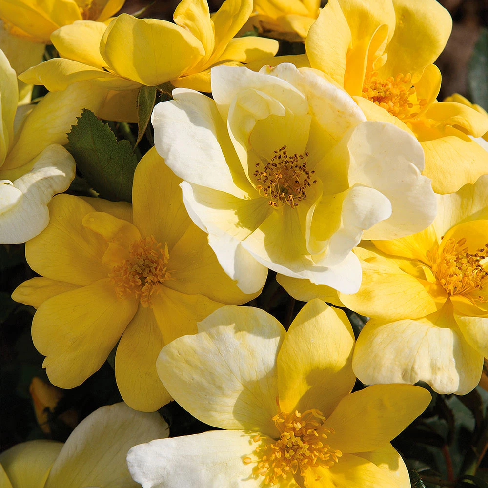 Sunny Knock Out® Rose 5 Sunny Knock Out® Rose - Image 3