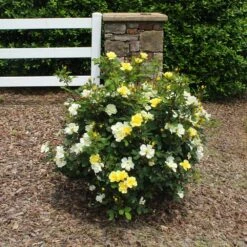 Sunny Knock Out® Rose 13 Sunny Knock Out® Rose -Brighterblooms Shop Sunny knockout rose Shrub 2 BB