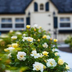 Sunny Knock Out® Rose 12 Sunny Knock Out® Rose -Brighterblooms Shop Sunny knockout rose Shrub 4 BB