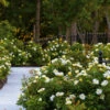Sunny Knock Out® Rose -Brighterblooms Shop Sunny knockout rose Shrub BB 600x600 24339b2f a1e8 4bcb ae1f 5162abb3ab5c