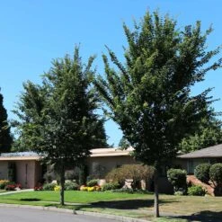 Emerald Sunshine® Elm Tree 9 Emerald Sunshine® Elm Tree -Brighterblooms Shop Sunshine Elm 1