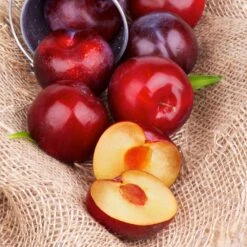 Superior Plum Tree -Brighterblooms Shop Superior Plum 4