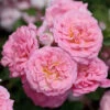 Sweet Drift® Rose 2 Sweet Drift® Rose -Brighterblooms Shop Sweet Drift Rose BB 600x600 b8cccc7e 7ba5 4b88 948c 8d2f7d44bc90