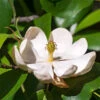 Sweetbay Magnolia Tree -Brighterblooms Shop Sweetbay Magnolia 600x600 1f2dcb09 de13 47fd a5a3 a5e2793827fb
