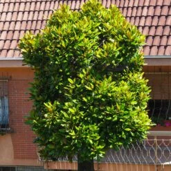 Sweetbay Magnolia Tree 8 Sweetbay Magnolia Tree -Brighterblooms Shop Sweetbay Magnolia 6 BB